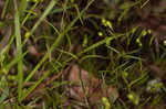 Greenland stitchwort